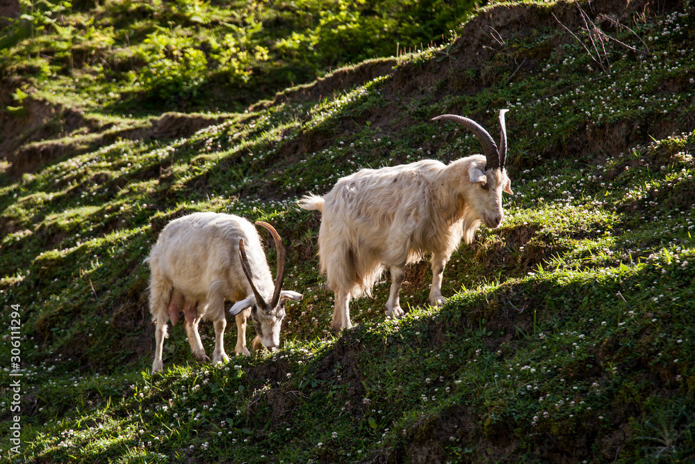 Obraz premium mountain goat