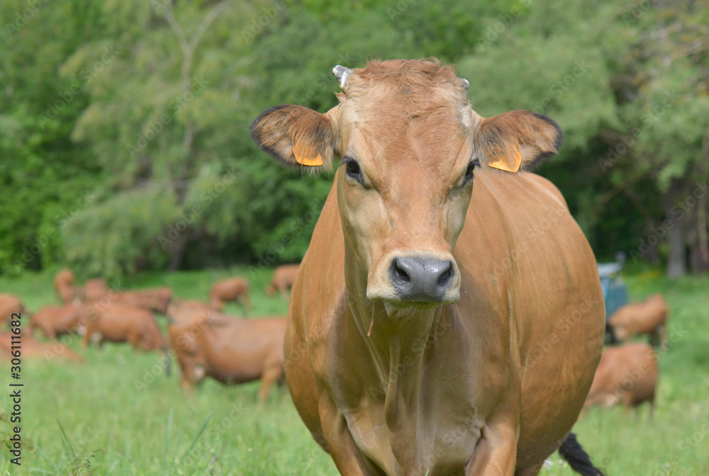 portrait of a beautiful brown alpine cow in pasture portrait of a beautiful brown alpine cow in pasture