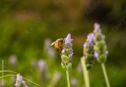 Bee looking for nectar in French lavender (Lavandula dentata).