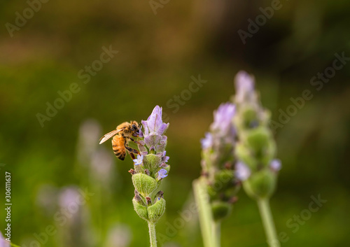 Bee looking for nectar in French lavender (Lavandula dentata).