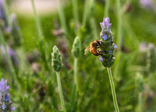 Bee looking for nectar in French lavender (Lavandula dentata).