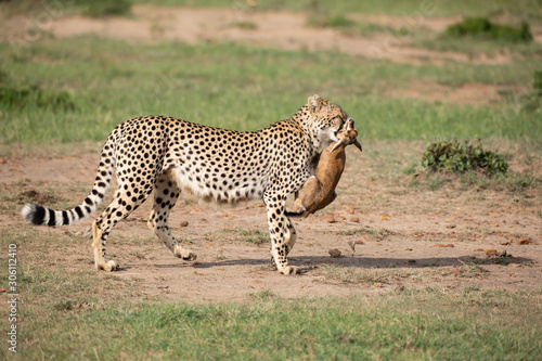 Cheetah with prey