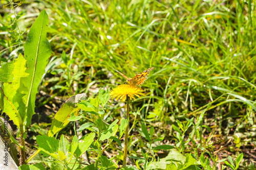 butterfly on yellow dandelion