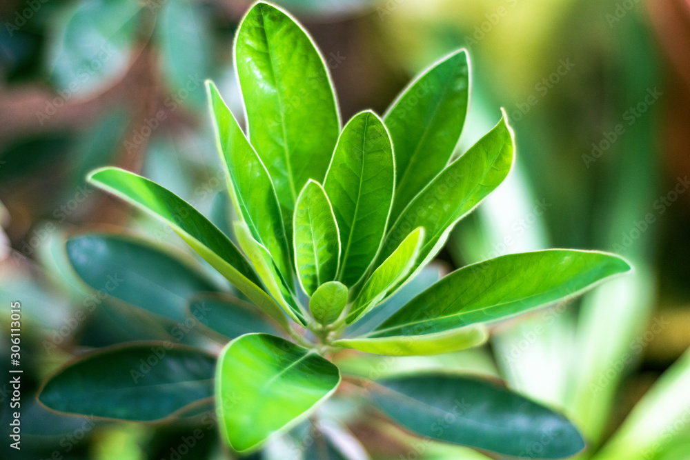 Green branch and leaves of a rare laurel plant (Litsea japonica) Natural bright background, close-up. Green branch and leaves of a rare laurel plant (Litsea japonica) Natural bright background, close-up.