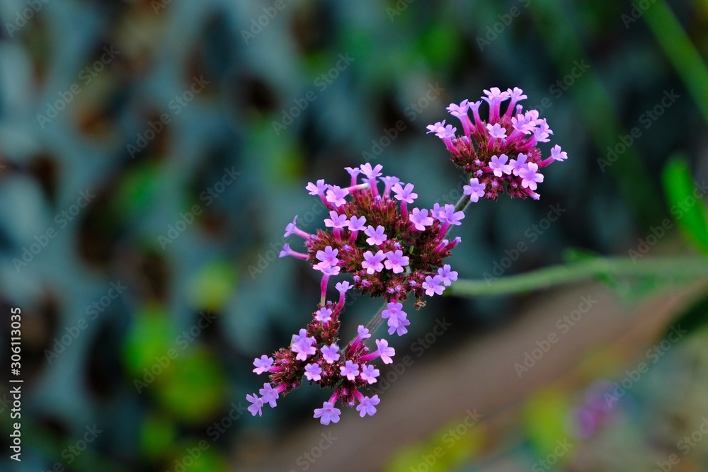 Obraz premium Beautiful blooming Verbena, violet flowers with blurred background.