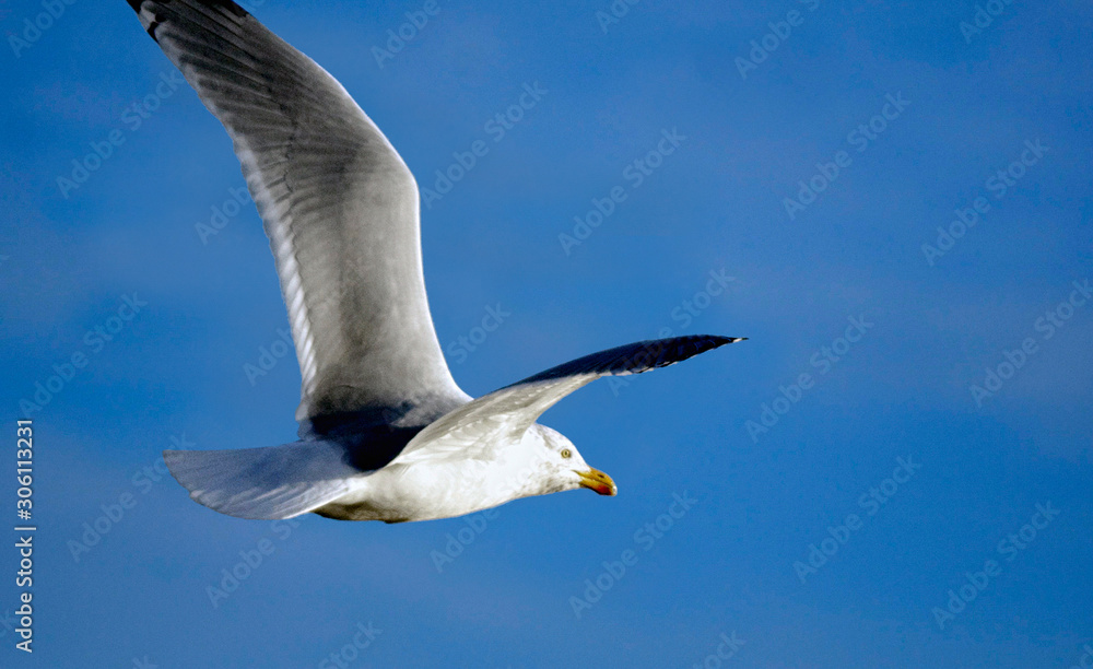 Obraz premium animaux et fleurs