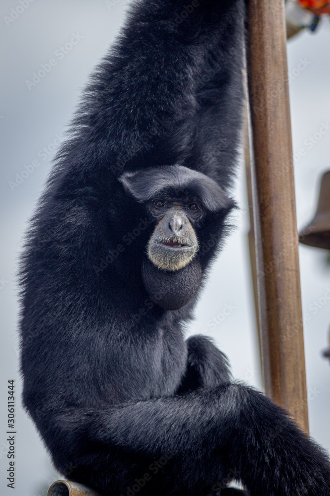Obraz premium Siamang Gibbon in a Zoo in Hawaii