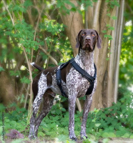 German Shorthaired Pointer