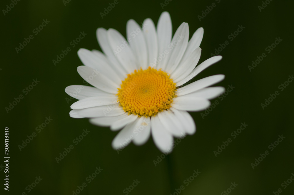 animaux et fleurs animaux et fleurs