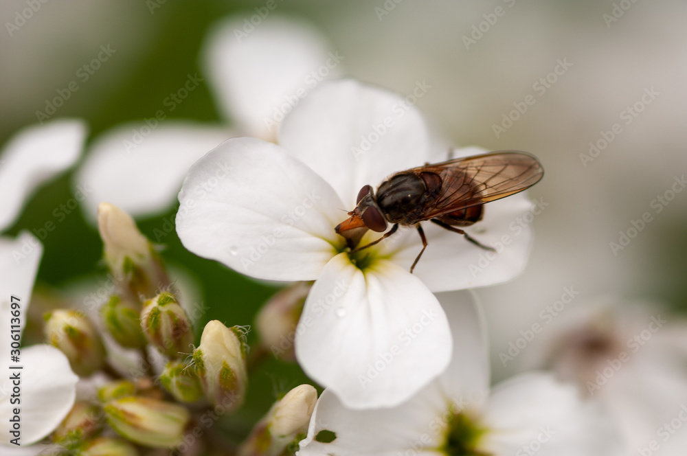 animaux et fleurs animaux et fleurs