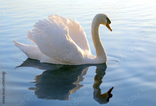 Fotografie, Obraz graceful swan