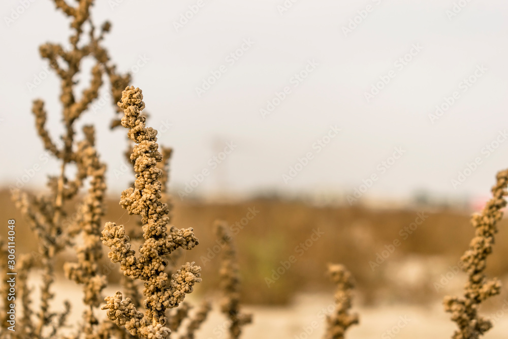 red barrel cactus plant in a desert of Saudi Arabia red barrel cactus plant in a desert of Saudi Arabia