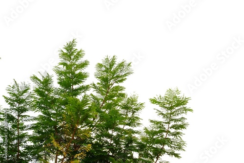 Tree leaves with branches on white isolated background for green foliage backdrop 