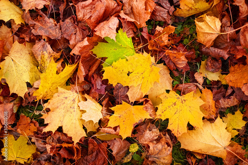 Fallen foliage autumn background. Red and yellow color maple leaves