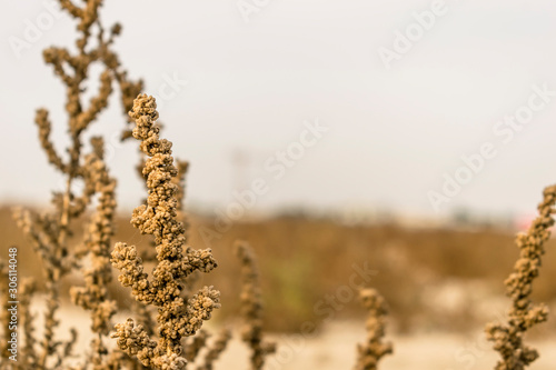 red barrel cactus plant in a desert of Saudi Arabia © Ali Magsi