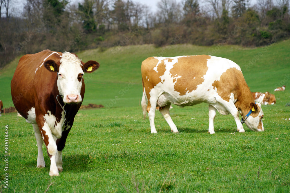 Kühe auf einer Wiese in der Schweiz Kühe auf einer Wiese in der Schweiz