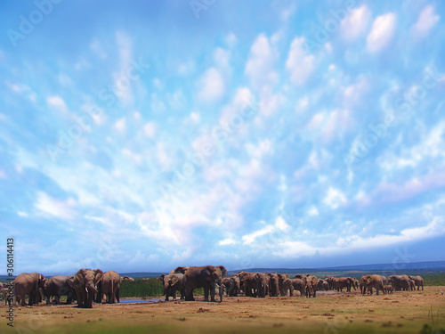 Eine Herde Elefanten unter blauem Himmel an einem Wasserloch