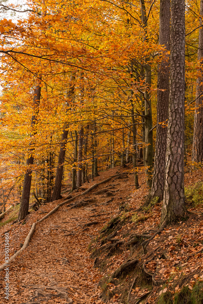 Fototapeta premium forest in autumn colours