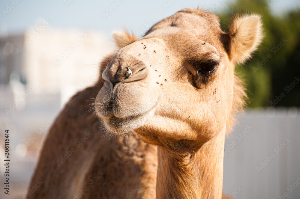 Obraz premium portrait of a smiling camel in qatar at the souq