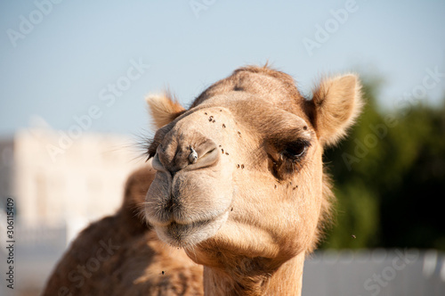 portrait of a smiling camel in qatar at the souq 
