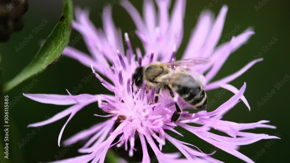 Close up of one honey bee flying around honeysuckle flowers bee collecting nectar pollen on spring sunny day.