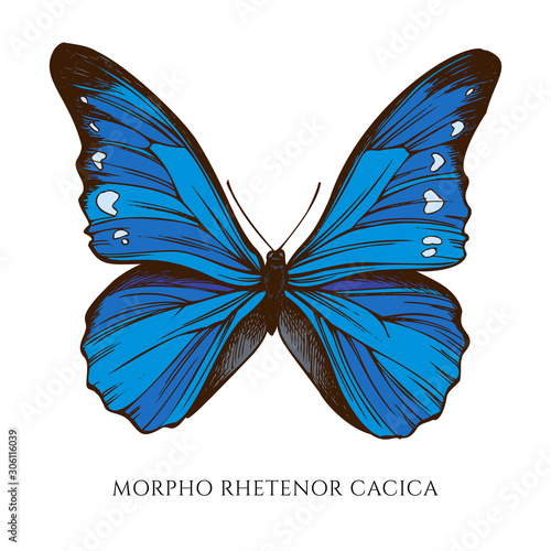 Vector set of hand drawn colored morpho rhetenor cacica
