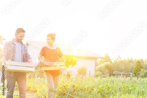 Farmers carrying organic vegetables in crate with yellow lens flare