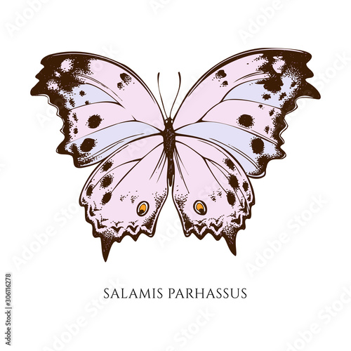 Vector set of hand drawn colored salamis parhassus photo