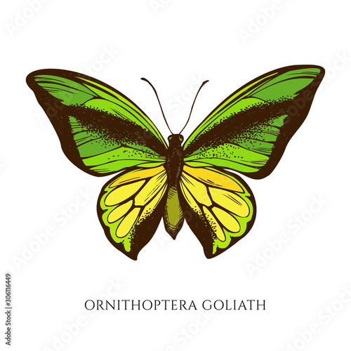 Vector set of hand drawn colored ornithoptera goliath