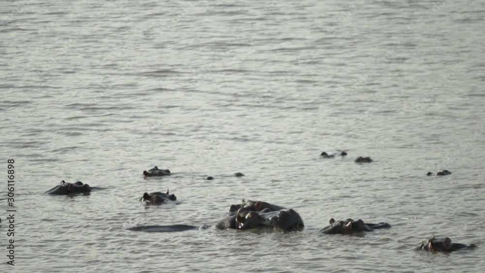 Slowmotion hippo with mouth open yawning in water with a group of hippos Slowmotion hippo with mouth open yawning in water with a group of hippos