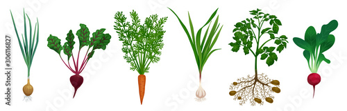 Realistic Root Vegetables Set