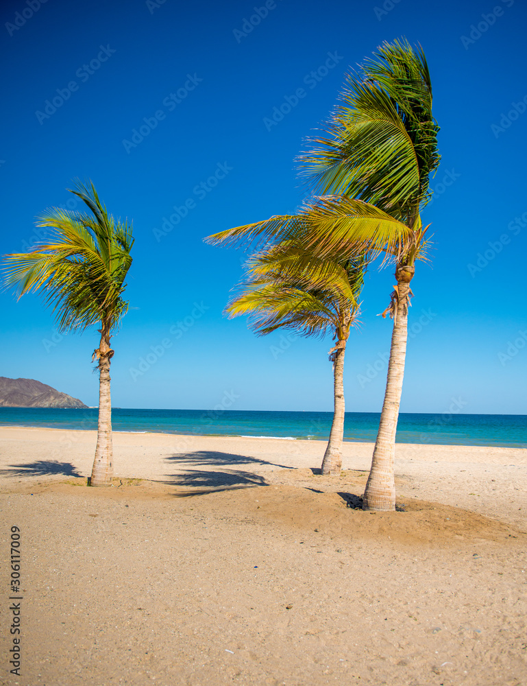 holidays at the beach with palms and blue sky 
