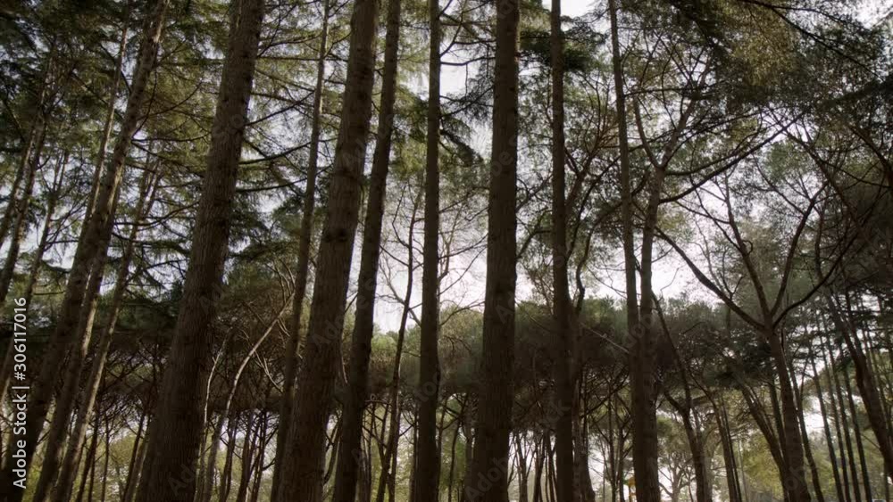 At noon the sun is shining between the trees At noon the sun is shining between the trees