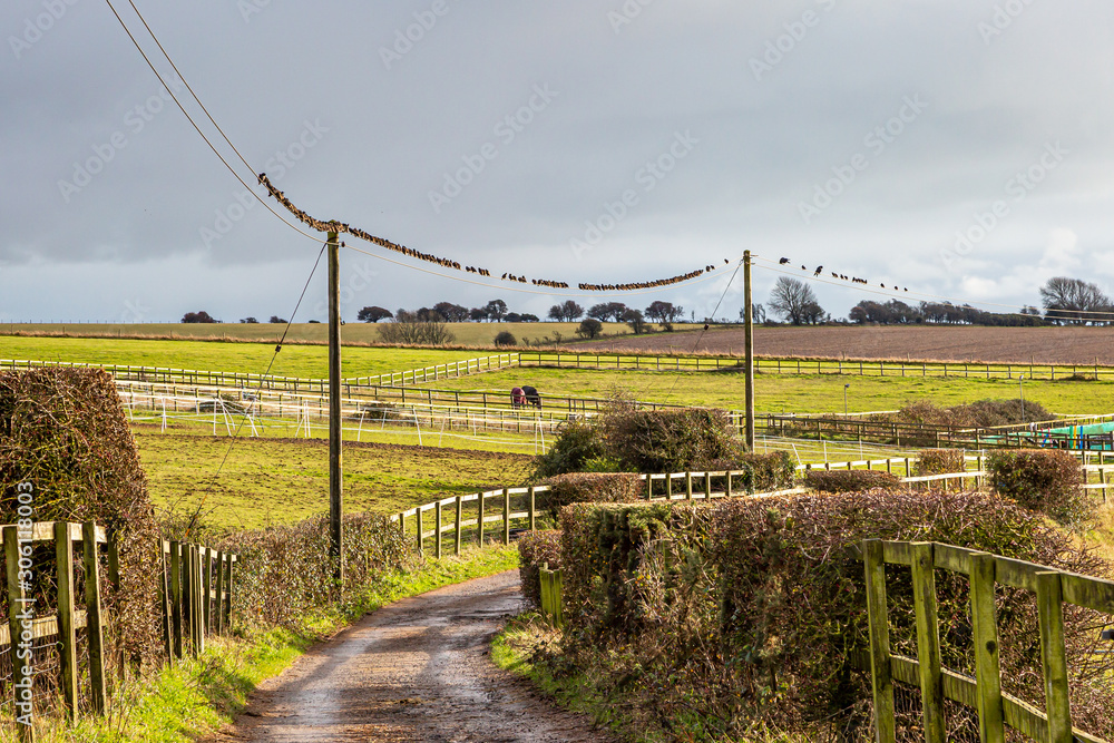 A flock of birds perched on a telegraph wire in the Sussex countryside