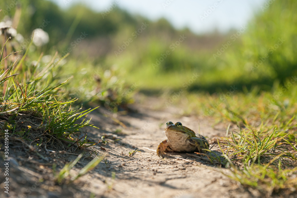 green frog sitting on the ground