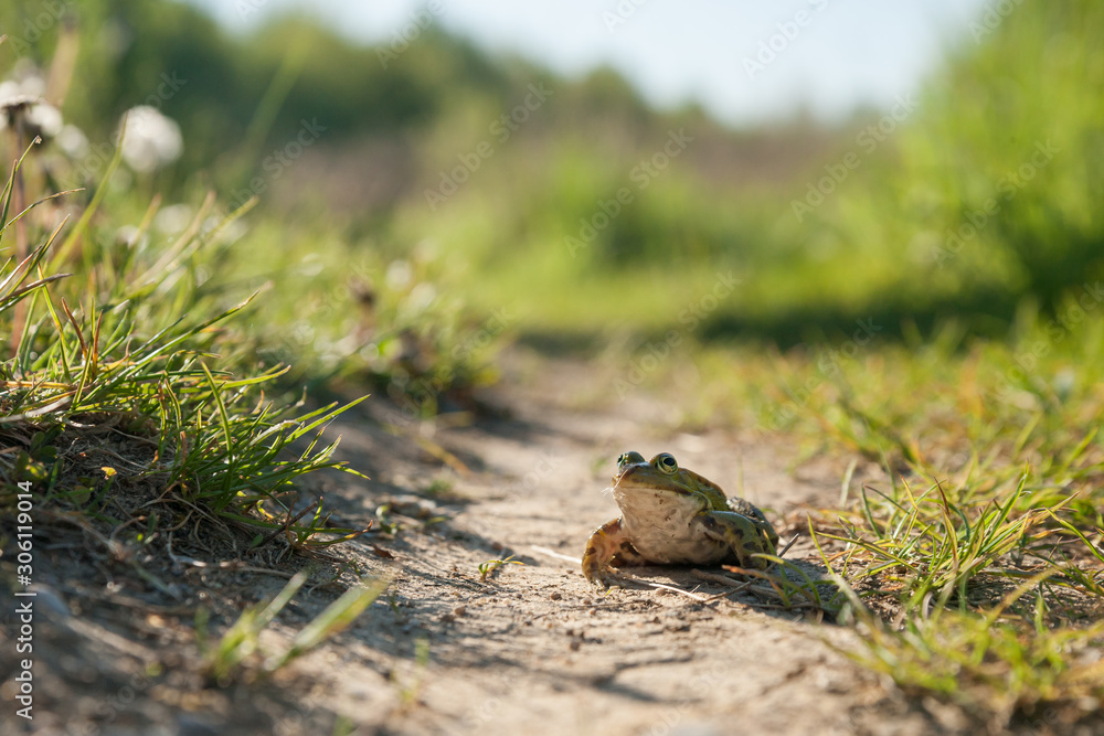 green frog sitting on the ground green frog sitting on the ground
