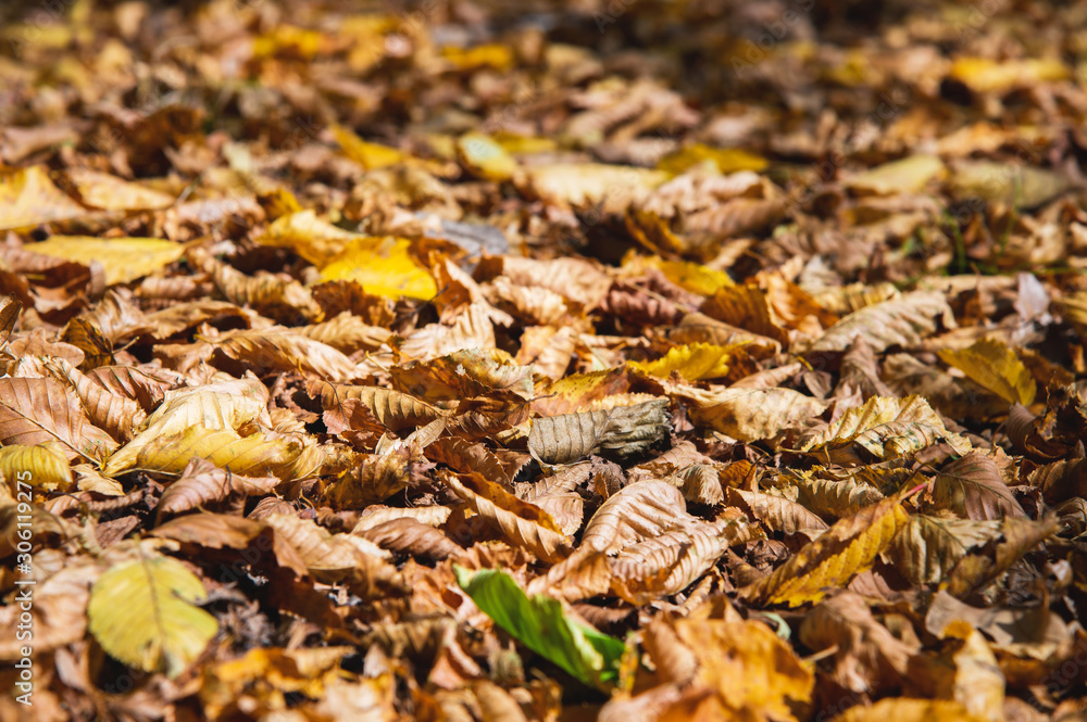 Abstract background of yellow autumn oak leaves lie curled up on the ground. Soft focus real forest. Habitat foliage Abstract background of yellow autumn oak leaves lie curled up on the ground. Soft focus real forest. Habitat foliage