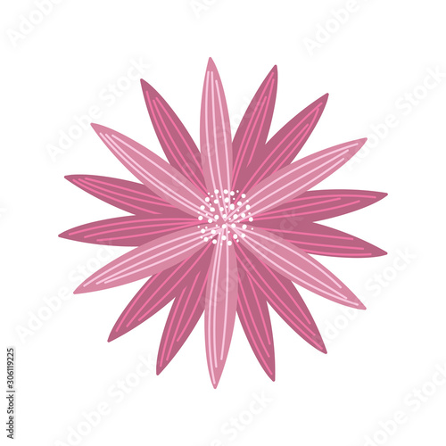 pink flower decoration nature on white background