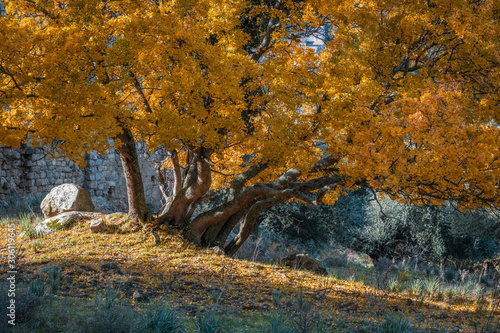 Golden autumn foliage of Montpellier Maple in Corsica photo