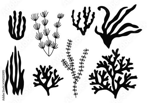 Fototapeta Naklejka Na Ścianę i Meble -  seaweed set. silhouette on a white background sketch in isolation