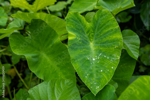 "The Colocasia leaf elephant-ear taro cocoyam dasheen Fresh water drops on a green colocasia esculenta leaf Aquatilis and drops of dew in the morning,Leaf pattern rain drops rainy Close up. "