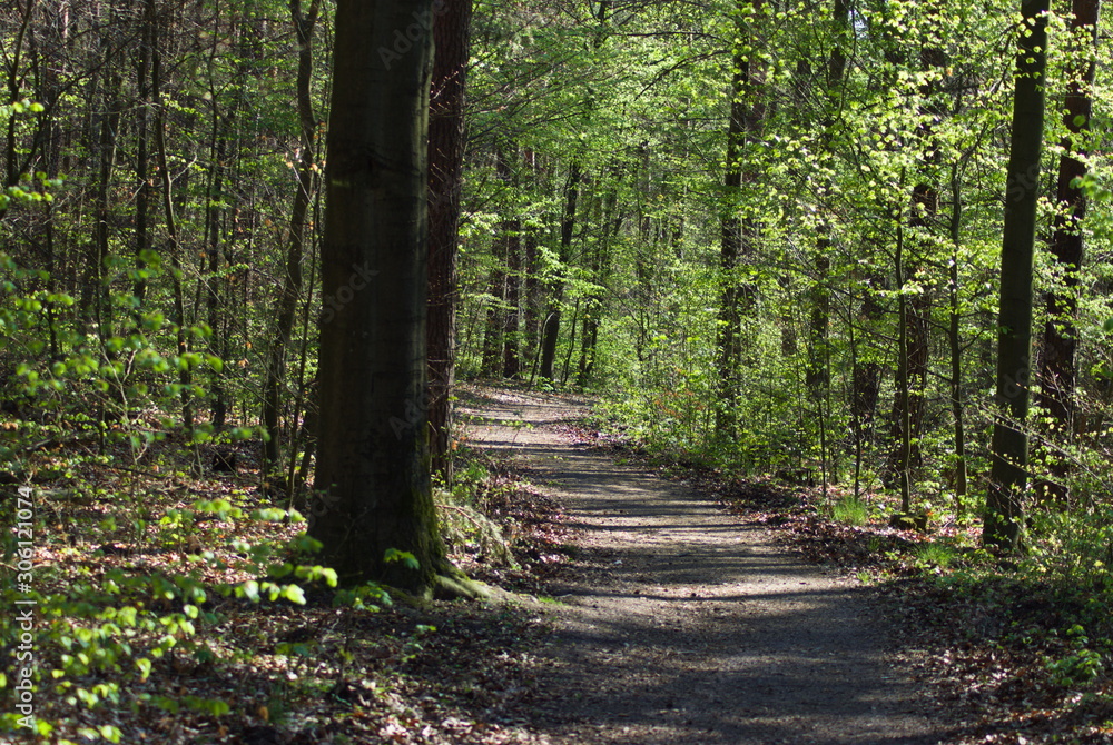 Fototapeta premium path in the forest