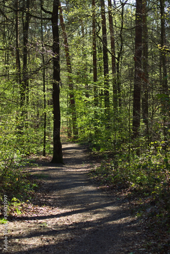 Fototapeta premium path in forest