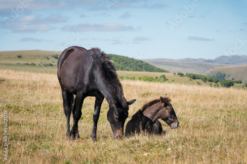 A wildly grazing black horse and black foal on an alpine pasture of the North Caucasus. Farm Mining Concept