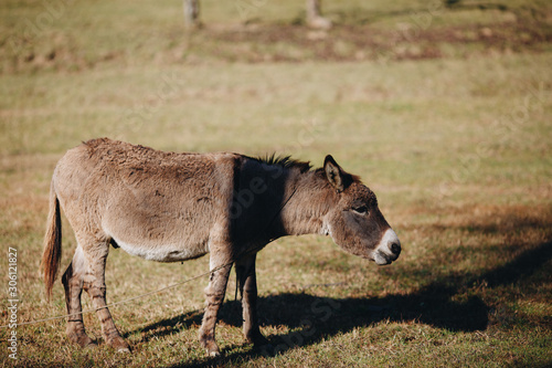 Donkey eating grass outdoors, close-up