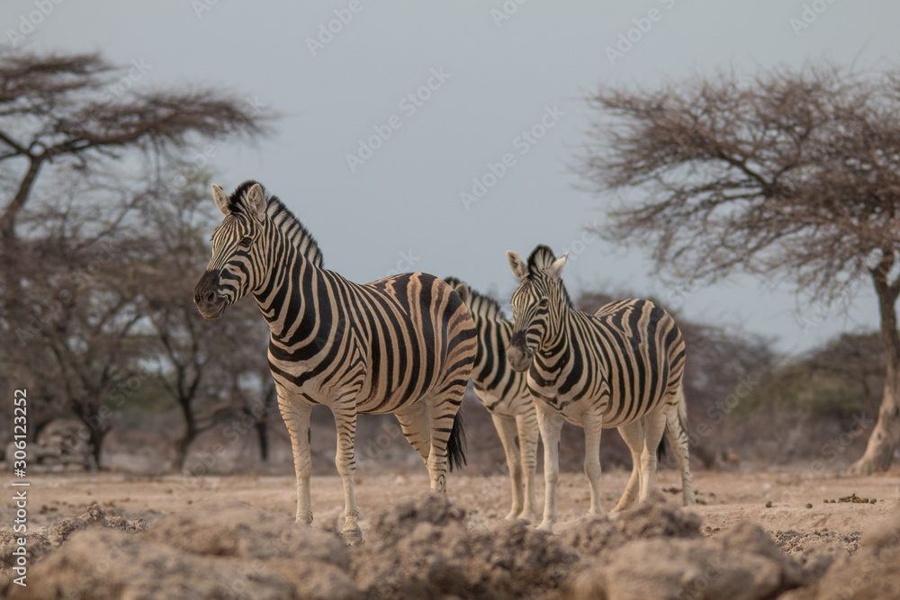 Fototapeta premium Burchells Zebras at the waterhole, Etosha national park, Namibia, Africa