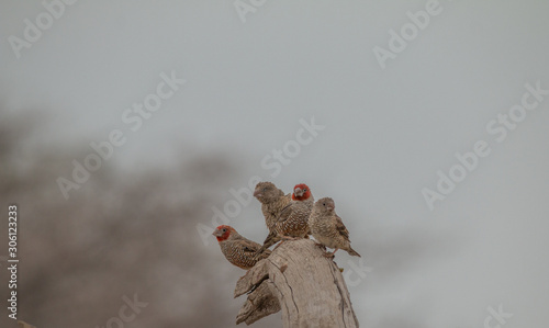 Fototapeta Naklejka Na Ścianę i Meble -  Red headed finches on a branch, Etosha national park, Namibia, Africa