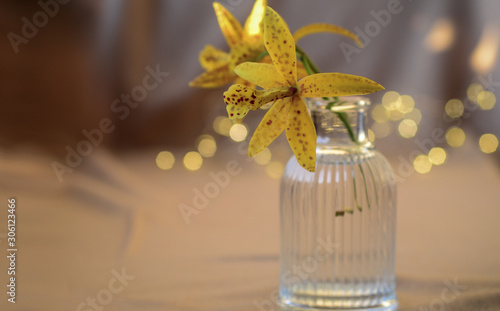 Yellow Potinara Hoku Gem orchid in a vase photo