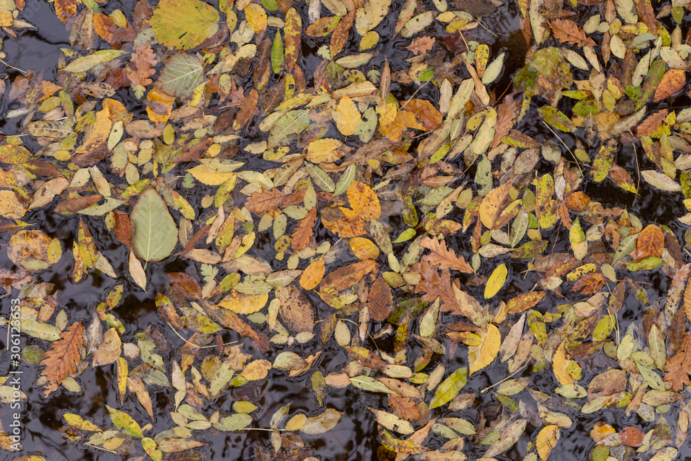 Background of autumn leaves on the water Background of autumn leaves on the water