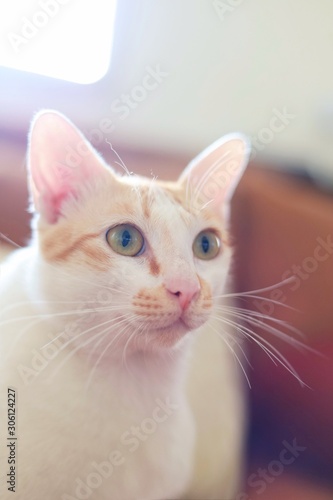 cat with blue eyes © Mallika